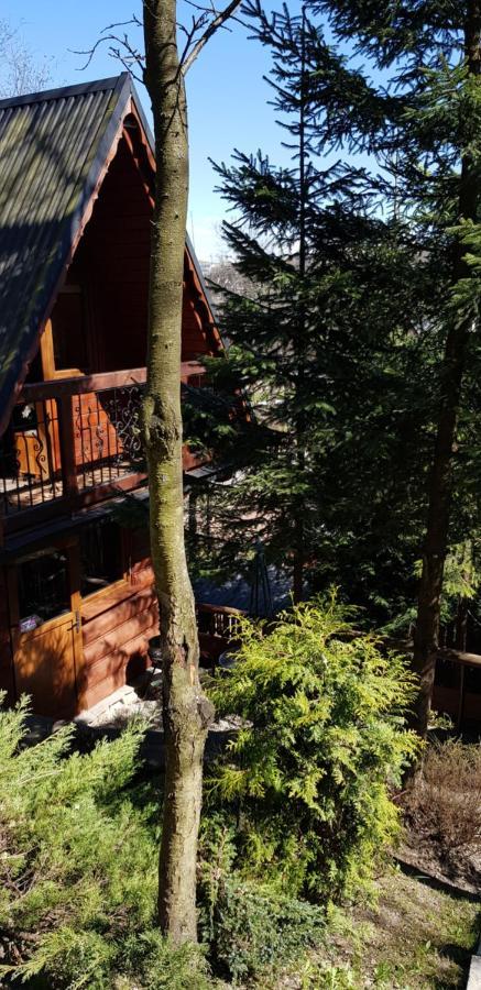 Domki Mroz Zakopane Kültér fotó