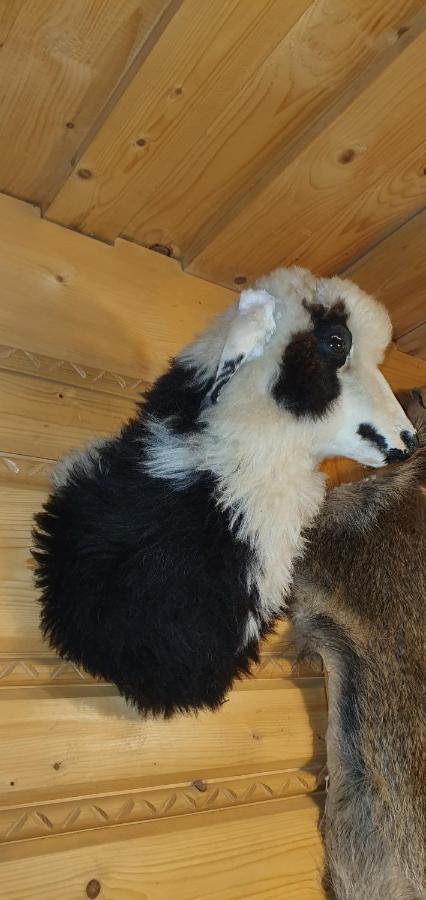 Domki Mroz Zakopane Kültér fotó